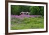 Sweden, Sweden Small House Between Pink Blooming Fireweed Midsummer Night Flowers-K. Schlierbach-Framed Photographic Print