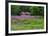 Sweden, Sweden Small House Between Pink Blooming Fireweed Midsummer Night Flowers-K. Schlierbach-Framed Photographic Print