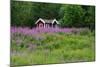 Sweden, Sweden Small House Between Pink Blooming Fireweed Midsummer Night Flowers-K. Schlierbach-Mounted Photographic Print