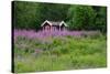 Sweden, Sweden Small House Between Pink Blooming Fireweed Midsummer Night Flowers-K. Schlierbach-Stretched Canvas