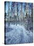 Sweden, Torso, Lake Vanern, Trail-James Denk-Stretched Canvas