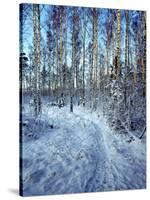 Sweden, Torso, Lake Vanern, Trail-James Denk-Stretched Canvas