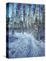 Sweden, Torso, Lake Vanern, Trail-James Denk-Stretched Canvas