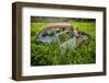 Sweden, Varmland, Bastnas, Bastnas Car Cemetery public park, antique car junkyard-Walter Bibikow-Framed Photographic Print