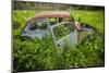 Sweden, Varmland, Bastnas, Bastnas Car Cemetery public park, antique car junkyard-Walter Bibikow-Mounted Photographic Print