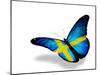 Swedish Flag Butterfly Flying, Isolated On White Background-suns_luck-Mounted Art Print