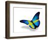 Swedish Flag Butterfly Flying, Isolated On White Background-suns_luck-Framed Art Print