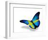 Swedish Flag Butterfly Flying, Isolated On White Background-suns_luck-Framed Art Print