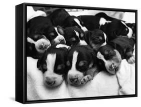 Swedish Foxhound Pups Asleep in Basket-null-Framed Stretched Canvas