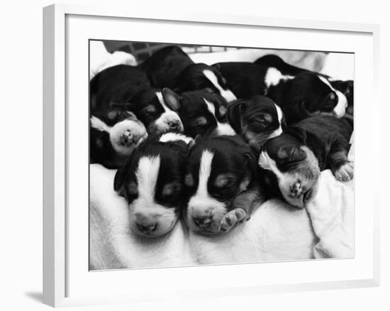 Swedish Foxhound Pups Asleep in Basket-null-Framed Photographic Print