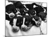 Swedish Foxhound Pups Asleep in Basket-null-Mounted Photographic Print