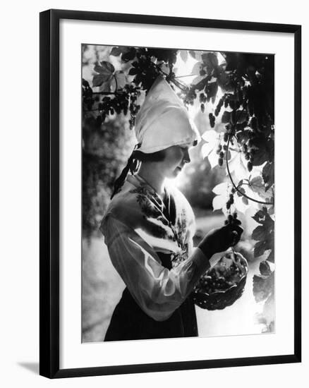 Swedish Hop Picker-null-Framed Photographic Print