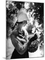 Swedish Hop Picker-null-Mounted Photographic Print