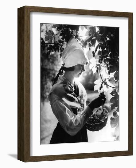 Swedish Hop Picker-null-Framed Photographic Print