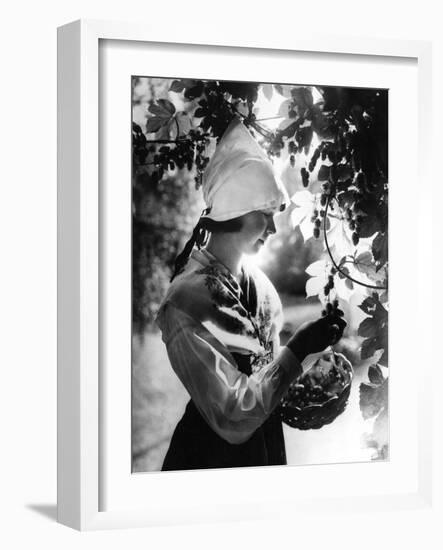 Swedish Hop Picker-null-Framed Photographic Print