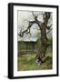 Swedish Landscape, 1882-Olof Hermelin-Framed Giclee Print