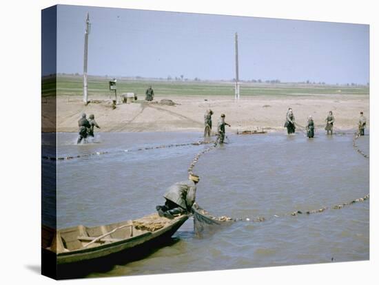Sweep Net Fishing for Sturgeon at "Tanya" in Volga River Delta Nr. Astrakhan, Russia-Carl Mydans-Stretched Canvas
