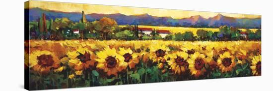 Sweeping Fields of Sunflowers-Nancy O'toole-Stretched Canvas