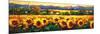 Sweeping Fields of Sunflowers-Nancy O'toole-Mounted Art Print