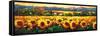 Sweeping Fields of Sunflowers-Nancy O'toole-Framed Stretched Canvas