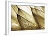 Sweeping in the Rain-Gold-Ursula Abresch-Framed Photographic Print