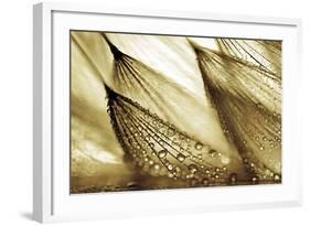 Sweeping in the Rain-Gold-Ursula Abresch-Framed Photographic Print