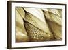 Sweeping in the Rain-Gold-Ursula Abresch-Framed Photographic Print