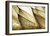 Sweeping in the Rain-Gold-Ursula Abresch-Framed Photographic Print