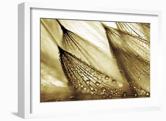 Sweeping in the Rain-Gold-Ursula Abresch-Framed Photographic Print