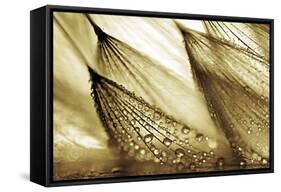 Sweeping in the Rain-Gold-Ursula Abresch-Framed Stretched Canvas