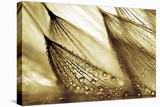 Sweeping in the Rain-Gold-Ursula Abresch-Stretched Canvas