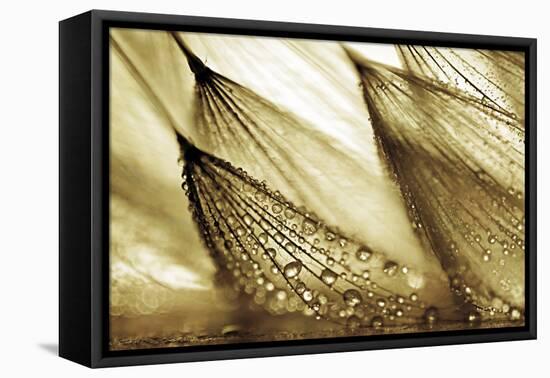 Sweeping in the Rain-Gold-Ursula Abresch-Framed Stretched Canvas