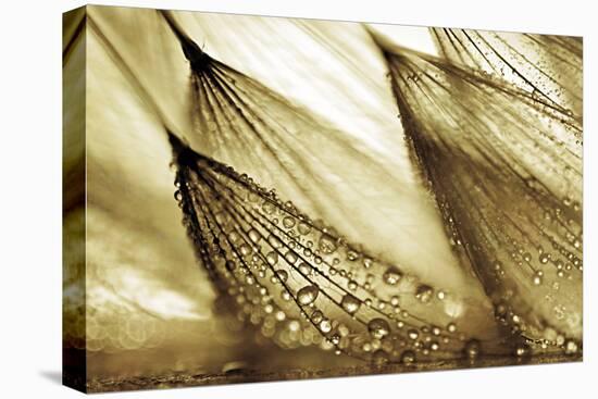 Sweeping in the Rain-Gold-Ursula Abresch-Stretched Canvas