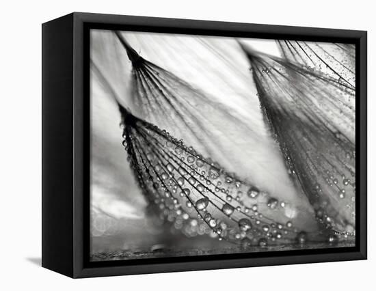 Sweeping in the Rain-Ursula Abresch-Framed Stretched Canvas