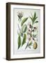 Sweet Almond, 1893-null-Framed Giclee Print