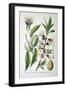 Sweet Almond, 1893-null-Framed Giclee Print