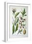 Sweet Almond, 1893-null-Framed Giclee Print