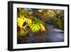 Sweet Automn-Viviane Fedieu Daniel-Framed Photographic Print