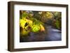 Sweet Automn-Viviane Fedieu Daniel-Framed Photographic Print