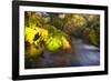 Sweet Automn-Viviane Fedieu Daniel-Framed Photographic Print