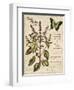 Sweet Basil-Kate Ward Thacker-Framed Giclee Print