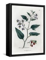 Sweet Bitter or Sweet Bitter Nightshade - Woody Nightshade, Solanum Dulcamara. Handcoloured Copperp-James Sowerby-Framed Stretched Canvas