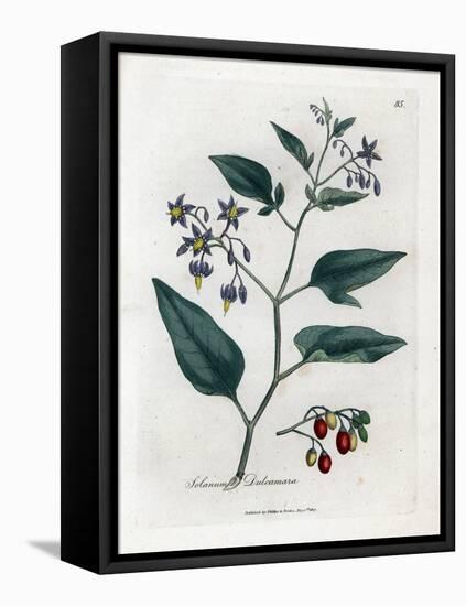 Sweet Bitter or Sweet Bitter Nightshade - Woody Nightshade, Solanum Dulcamara. Handcoloured Copperp-James Sowerby-Framed Stretched Canvas