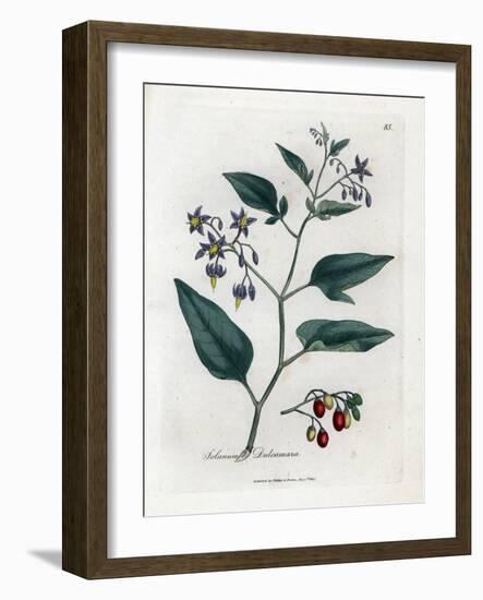 Sweet Bitter or Sweet Bitter Nightshade - Woody Nightshade, Solanum Dulcamara. Handcoloured Copperp-James Sowerby-Framed Giclee Print