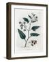 Sweet Bitter or Sweet Bitter Nightshade - Woody Nightshade, Solanum Dulcamara. Handcoloured Copperp-James Sowerby-Framed Giclee Print