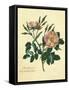 Sweet Briar Rose-Mary Lawrence-Framed Stretched Canvas