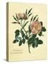 Sweet Briar Rose-Mary Lawrence-Stretched Canvas