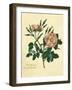 Sweet Briar Rose-Mary Lawrence-Framed Art Print