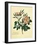 Sweet Briar Rose-Mary Lawrence-Framed Art Print