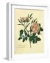 Sweet Briar Rose-Mary Lawrence-Framed Art Print
